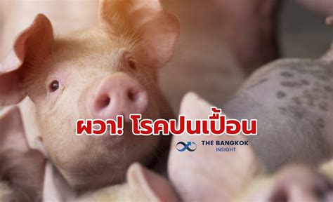 ผู้เลี้ยงโอด หมูเถื่อน เกลื่อนตลาด บิดเบือนกลไกราคา The Bangkok