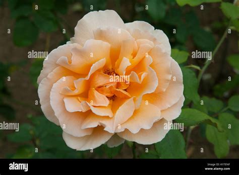 Rose Just Joey Stock Photo Alamy