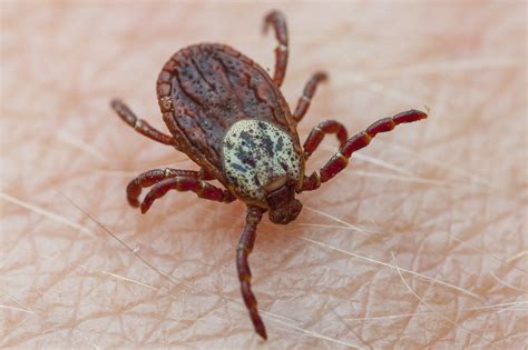 Kleszcze w Polsce Kleszcz łąkowy Dermacentor reticulatus Tick Borne