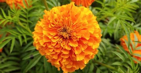 Close-up of Bright Orange Marigolds · Free Stock Photo