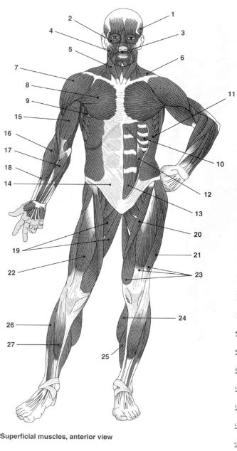 Med Term Body Muscles Cw Diagram Diagram Quizlet