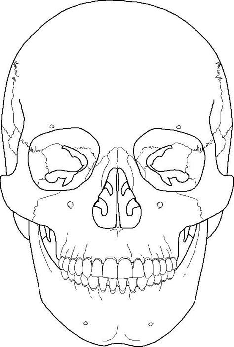 Skull Anatomy Worksheet Coloring Pages