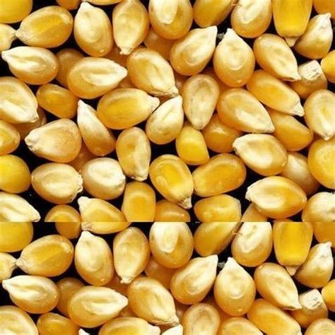 Corn Seed at ₹ 18/kilogram | Maize Seeds in Rajkot | ID: 16036615948