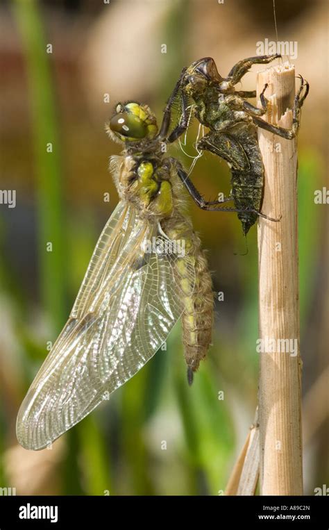 Young Libellula Libellula Depressa Shortly After Hatching Out Of Its