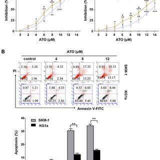 CUR Inhibits Cell Growth And Induces Cell Apoptosis In SKM 1 And KG1a