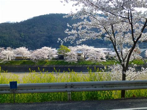 井原市井原町 井原堤 井原市の桜名所（お花見2013）