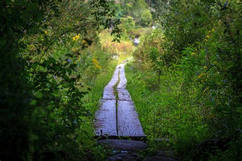 Trilha Floresta Natureza Foto Gratuita No Pixabay Pixabay