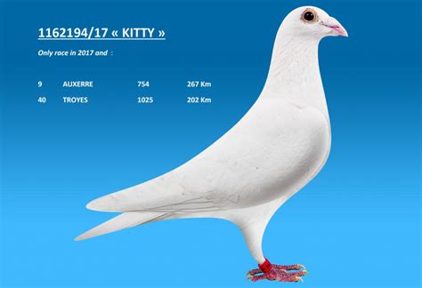 Herbots | Pigeon BE17-1162194