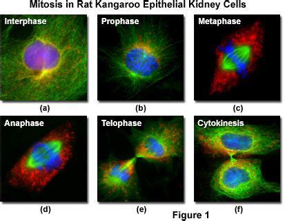 Molecular Expressions Cell Biology Mitosis With Fluorescence