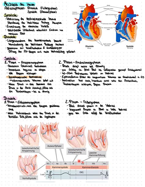 Herz Kreislauf System 5 Mechanik Des Herzen Aktionsphasen Diastok