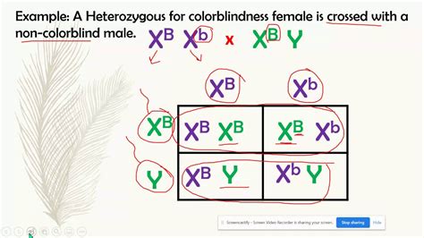 Ap Biology Inheritance Hot Sex Picture