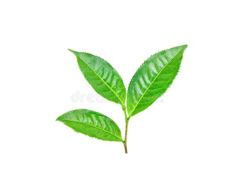 Tea Leaves Isolated on the White Stock Image - Image of spring, nature ...