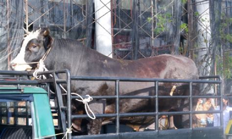 Sapi Kurban Jokowi Seberat Kg Diberikan Untuk Warga Kubu Raya