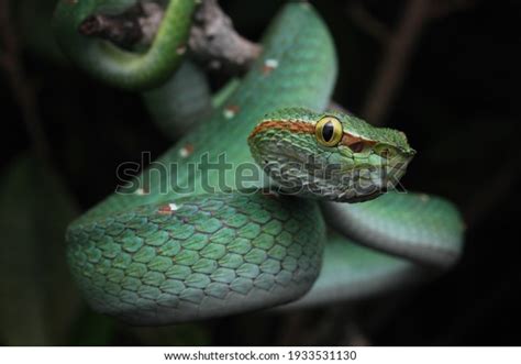 11,047 Pit Viper Venom Images, Stock Photos, 3D objects, & Vectors ...