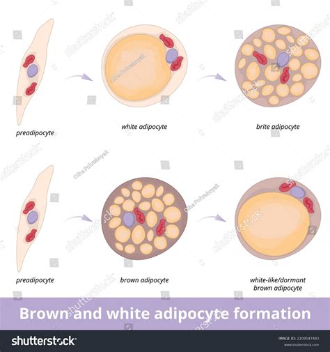 Brown White Adipocyte Formation Process Different Stock Vector Royalty