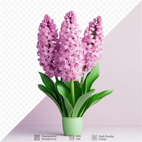 Premium Psd Isolated Pink And Purple Hyacinth On Transparent Background