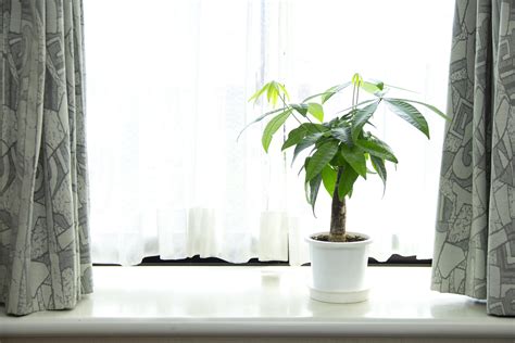 Interior Green: The Best Indoor Plants for Your Japanese Apartment ...