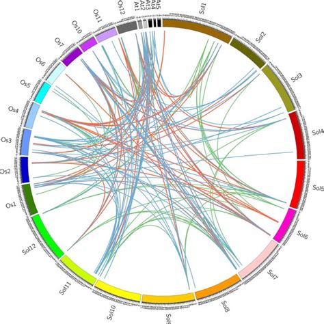 Chromosomal Localization Of GRAS Homologous Genes In Tomato Orange