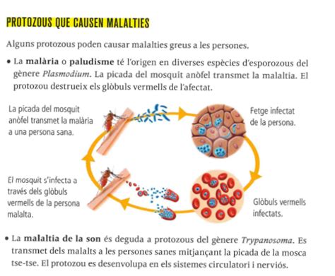 Biologia I Geologia Unitat 6 La Biosfera Ii