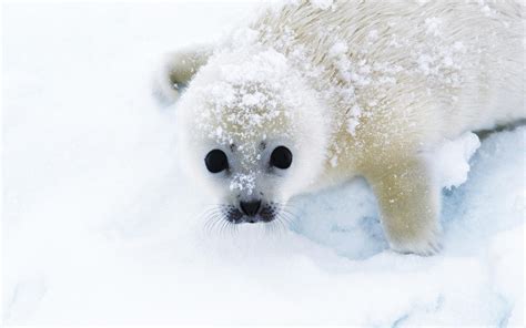 wallpaper seal, snow, looks HD : Widescreen : High Definition : Fullscreen