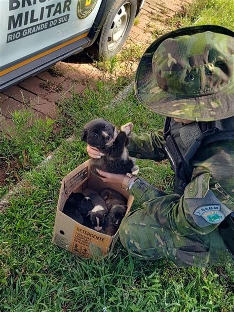 Batalh O Ambiental Da Brigada Militar Resgata Filhotes De C Es Em