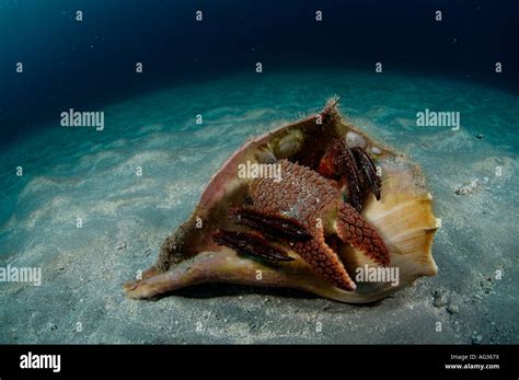 Giant Hermit Petrochirus Diogenes Emerging From His Home An Old