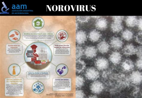 Síntomas De Norovirus