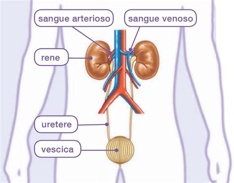 Sistema Excretor rompecabezas en línea