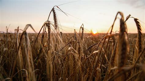 Putin Disposti A Tornare Nell Accordo Del Grano A Determinate Condizioni