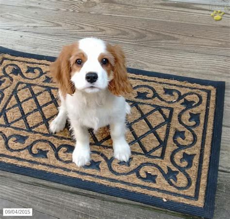 Cavalier King Charles Spaniel Puppies For Adoption In Pa - Puppies Pict