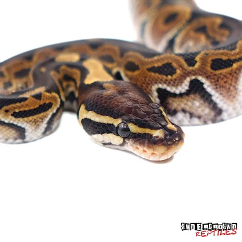 Het Red Axanthic Ball Python Traits Morphpedia