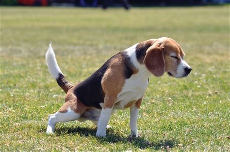 Razones Por Las Que Tu Perro Sangra Por El Pene