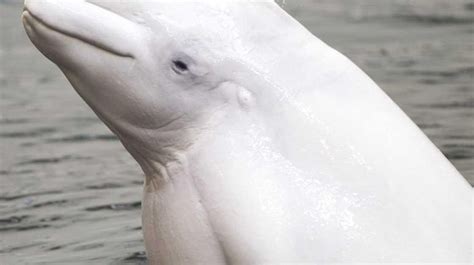 Aquarium Expecting Rare Beluga Whale Birth Newsday