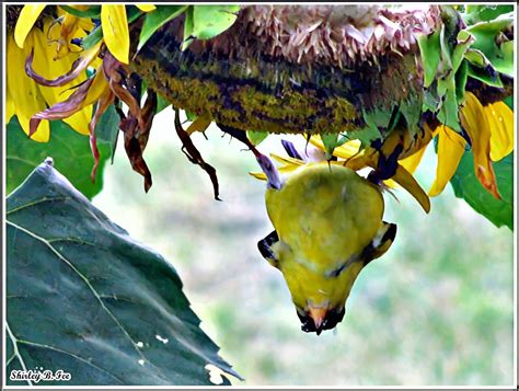 Upside Down Goldfinch With Sunflower Planters Place