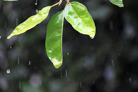 Leaves Rain Raindrops - Free photo on Pixabay - Pixabay