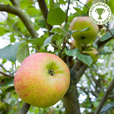 Bramley Seedling Apple Tree Buy Cooking Apple Trees Online