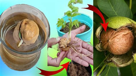 How To Grow A Walnut Tree From A Walnut Youtube