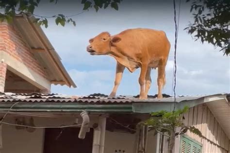 Vídeo vaca vai parar em telhado após passagem de ciclone