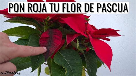 Como Cuidar Planta De Navidad Octubre