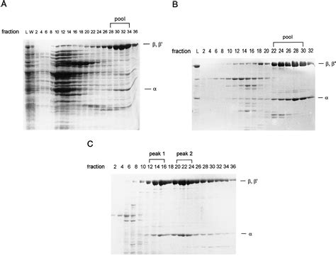 Purification Characterization And Reconstitution Of Dna Dependent Rna