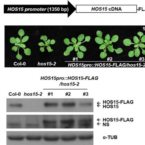 Co Immunoprecipitation Co Ip Assays Showing Interactions Of Hos15 Download Scientific Diagram