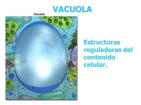 Fundamentos De Biologia Celular Celula Eucariota