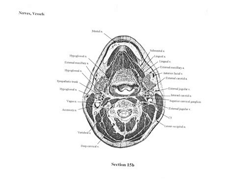 Cross-sectional Human Anatomy