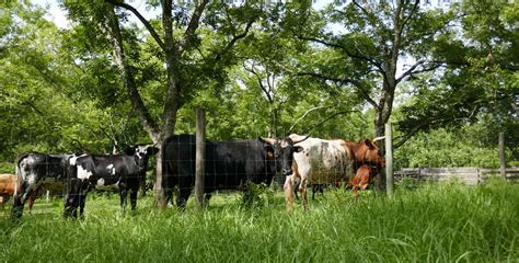 Pineywoods Cattle of Florida