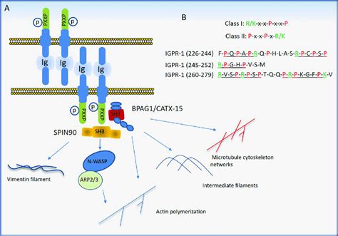 Proposed Model Of Immunoglobulin Ig And Proline Rich Receptor