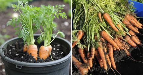 Secrets To Growing Carrots In Containers Garden Beds