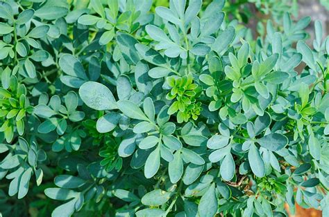 Planta Arruda Quais S O Os Benef Cios E Como Cuidar Descubra Hoje