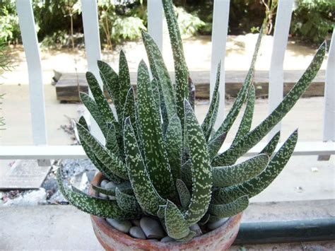 Gasteria Carinata Var Verrucosa Is A Succulent Plant With Dense Grey