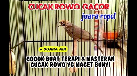 Cucak Rowo Gacor Ropel Suara Air Buat Masteran Terapi Cucak Rowo