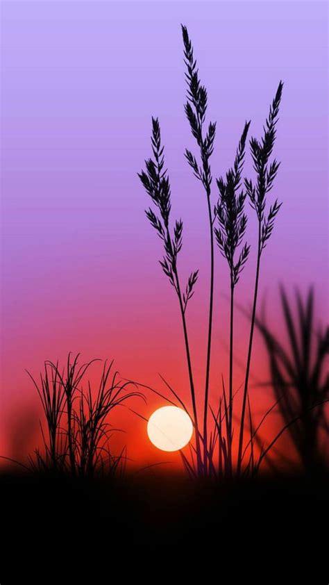 Sunset, reeds, grass, setting, sun, evening, lavender, orange, HD phone wallpaper | Peakpx